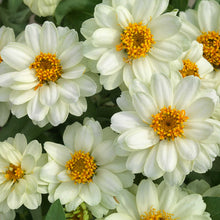 Bright white densely petaled zinnia profusion double white on a garden backdrop