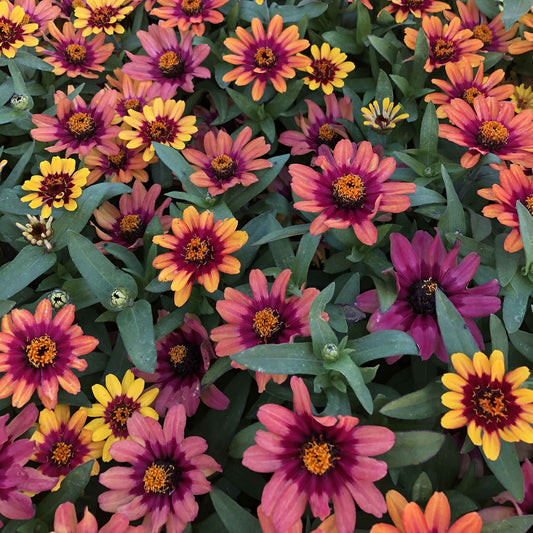 Close-up of zinnia profusion red yellow bicolor flower on a natural garden backdrop