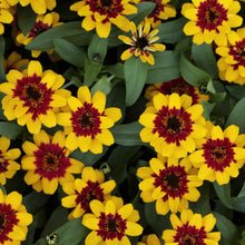 Zinnia profusion red yellow bicolor flowers in bold colors on a garden background
