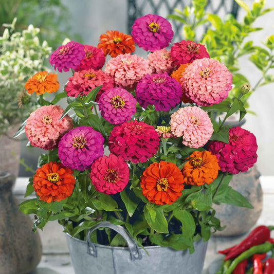 Bright multicolored zinnia pulcino mix blooms in close-up on a garden background