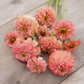 Soft salmon-colored zinnia pumila salmon flowers on a natural green garden background