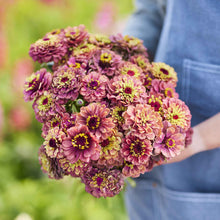 Zinnia queen lime red blooms in deep red-purple on a natural green garden backdrop