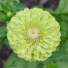 Cluster of zinnia queen lime flowers in chartreuse on a natural garden backdrop