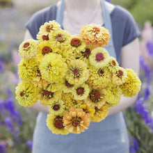 Close-up of zinnia queeny lemon peach flowers in soft peach on a garden backdrop