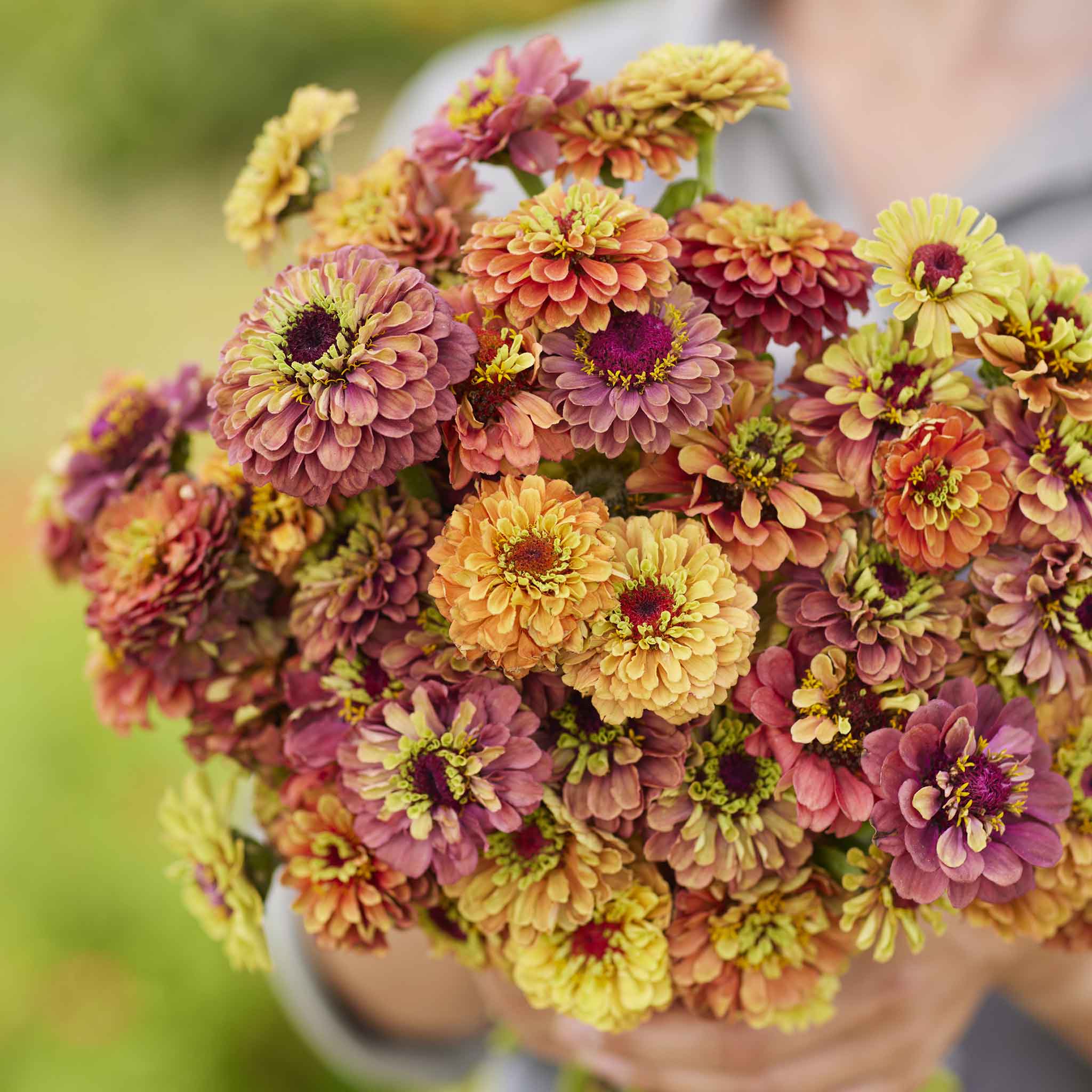 Close-up of zinnia queeny lime mix in soft green-yellow tones on a garden backdrop