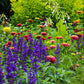 Zinnia queeny lime mix flowers in chartreuse green on a natural outdoor backdrop