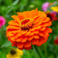 A close-up image of a bright pure orange Zinnia flower with a yellow center.