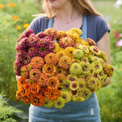 A person holding a bouquet of the zinnia bundle queeny series in a garden setting