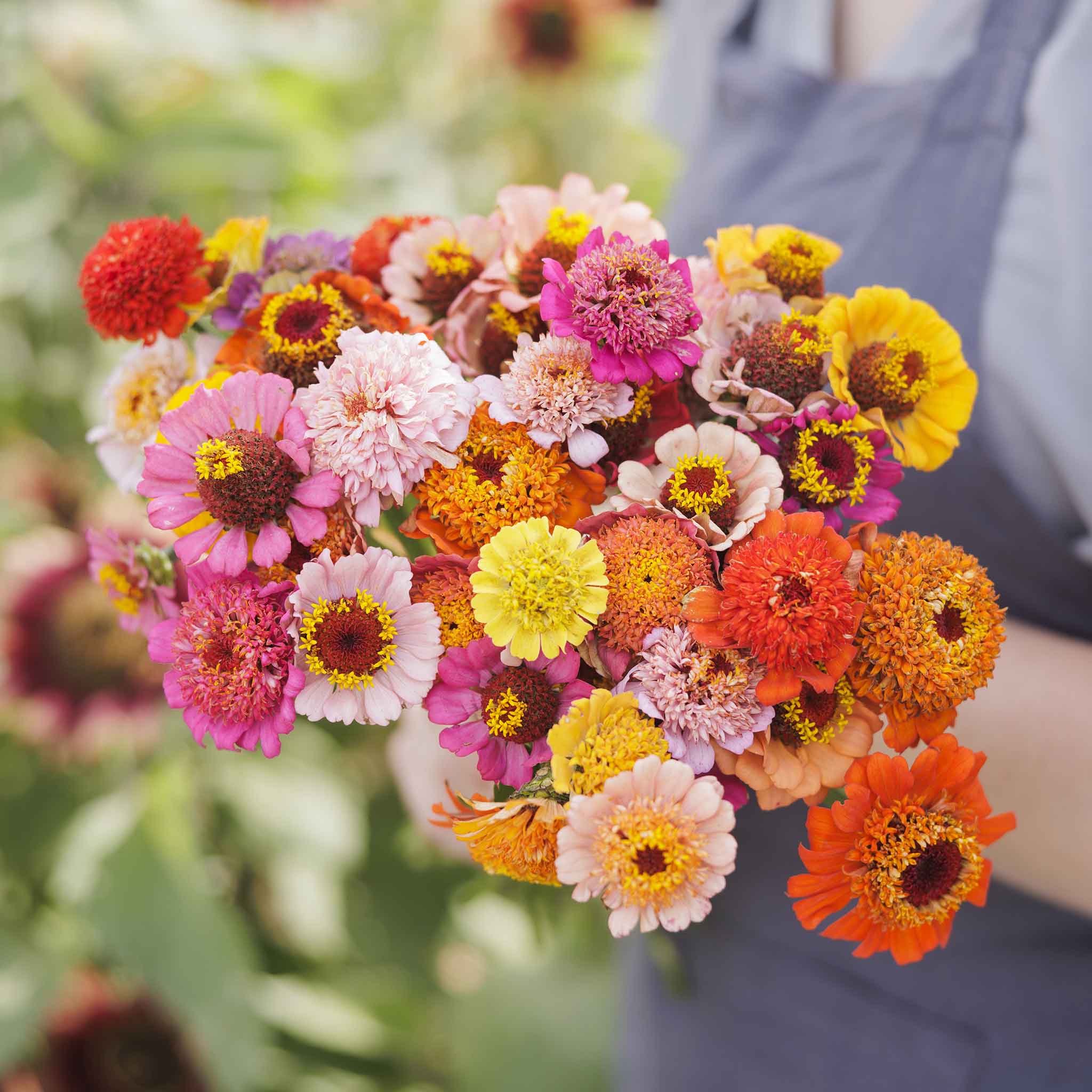 Colorful zinnia scabiosa flowered mix blooms on a bright natural garden backdrop