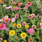 Mix of zinnia scabiosa flowered mix blooms in pink purple and orange on a garden backdrop