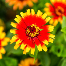 Bold orange zinnia sombrero flower with a red eye on a natural garden backdrop