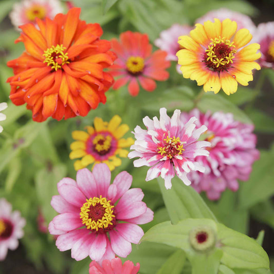 Zinnia swirls mix seed packet displayed against a clean white background