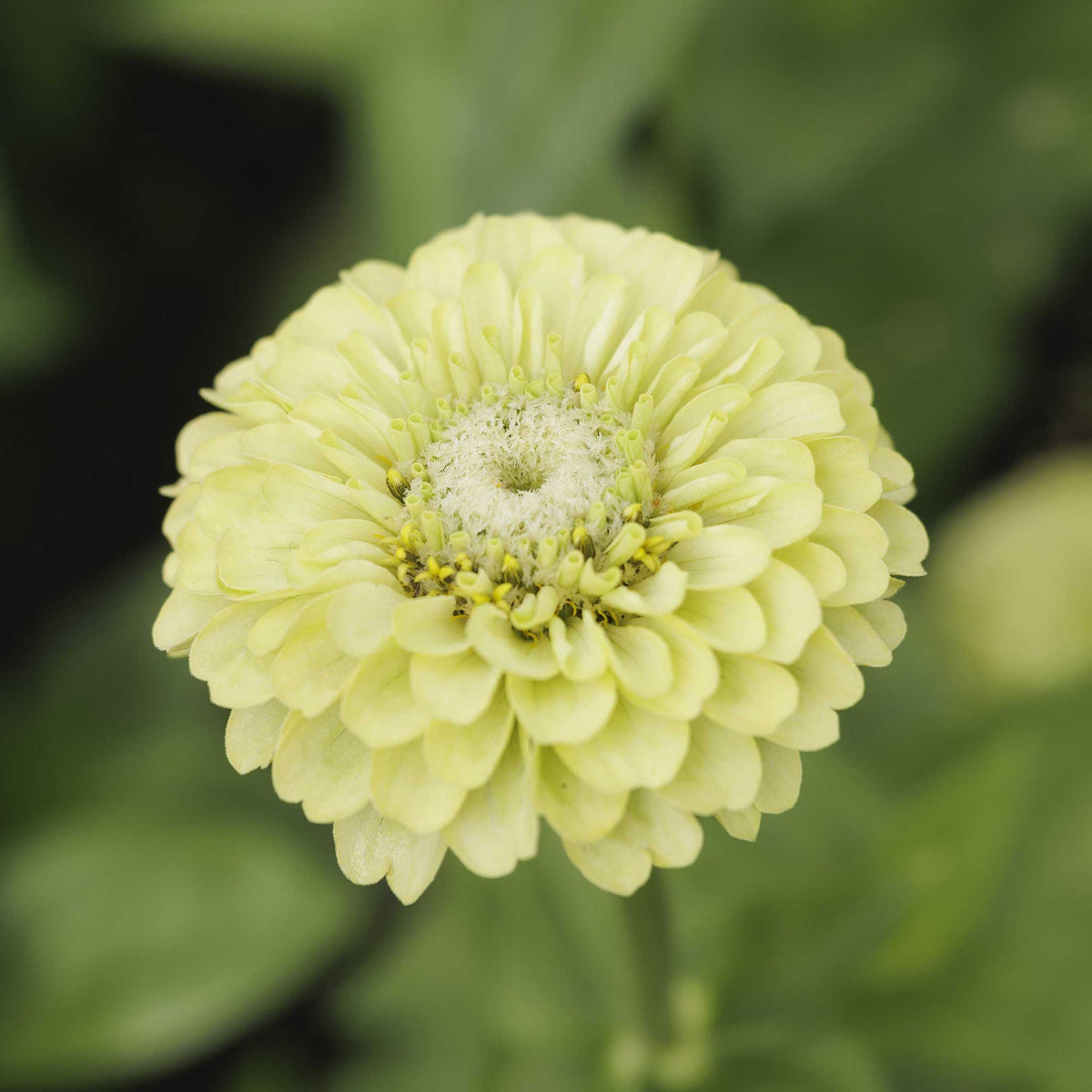 Bright colorful zinnia tequila lime flowers on a natural outdoor garden backdrop