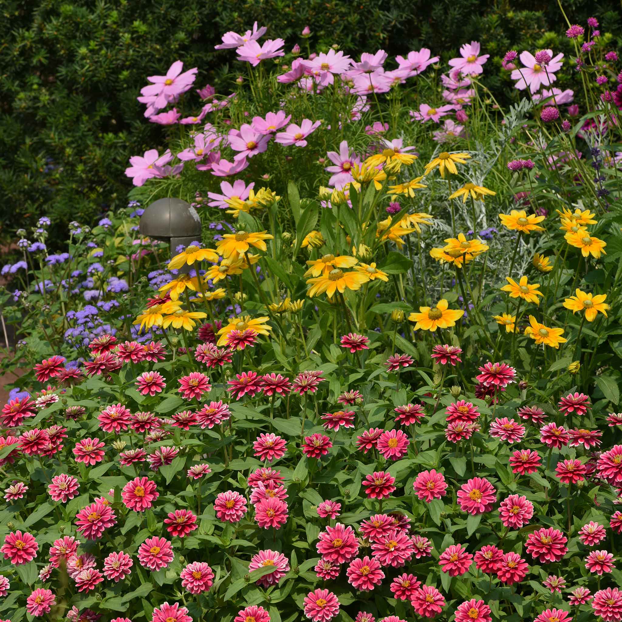Zinnia zahara raspberry ripple flowers in a mixed garden field on a bright backdrop