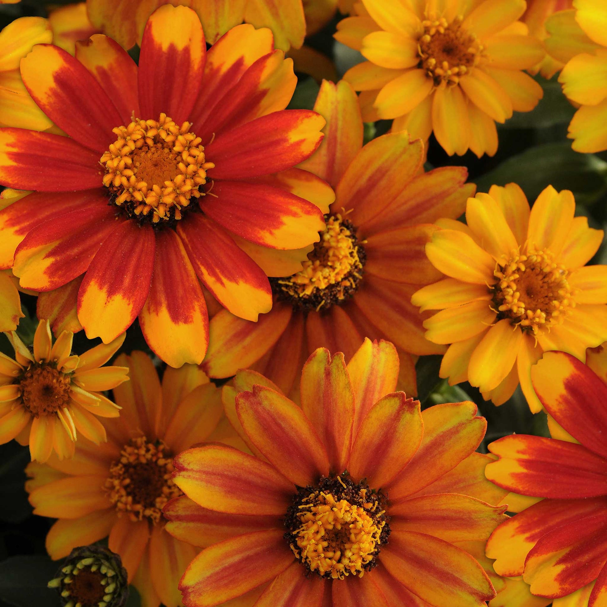 Close up of a zinnia zahara sunburst flowers with red petals and yellow tips and a yellow center.