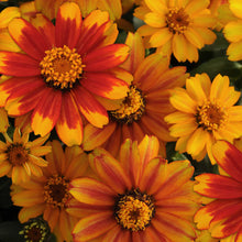 Close up of a zinnia zahara sunburst flowers with red petals and yellow tips and a yellow center.