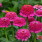 Vibrant purple zinnia zinderella purple flowers in close-up on a garden backdrop