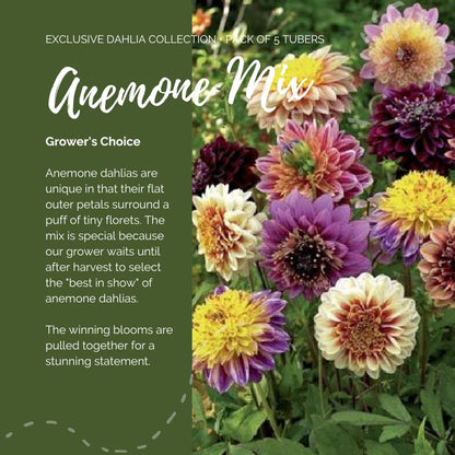 A graphic showing the individual contents of the Anemone Mix with a close up of a bouquet next to it.