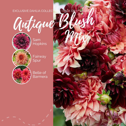 A graphic showing the individual contents of the Antique Blush Mix with a close up of a bouquet next to it.