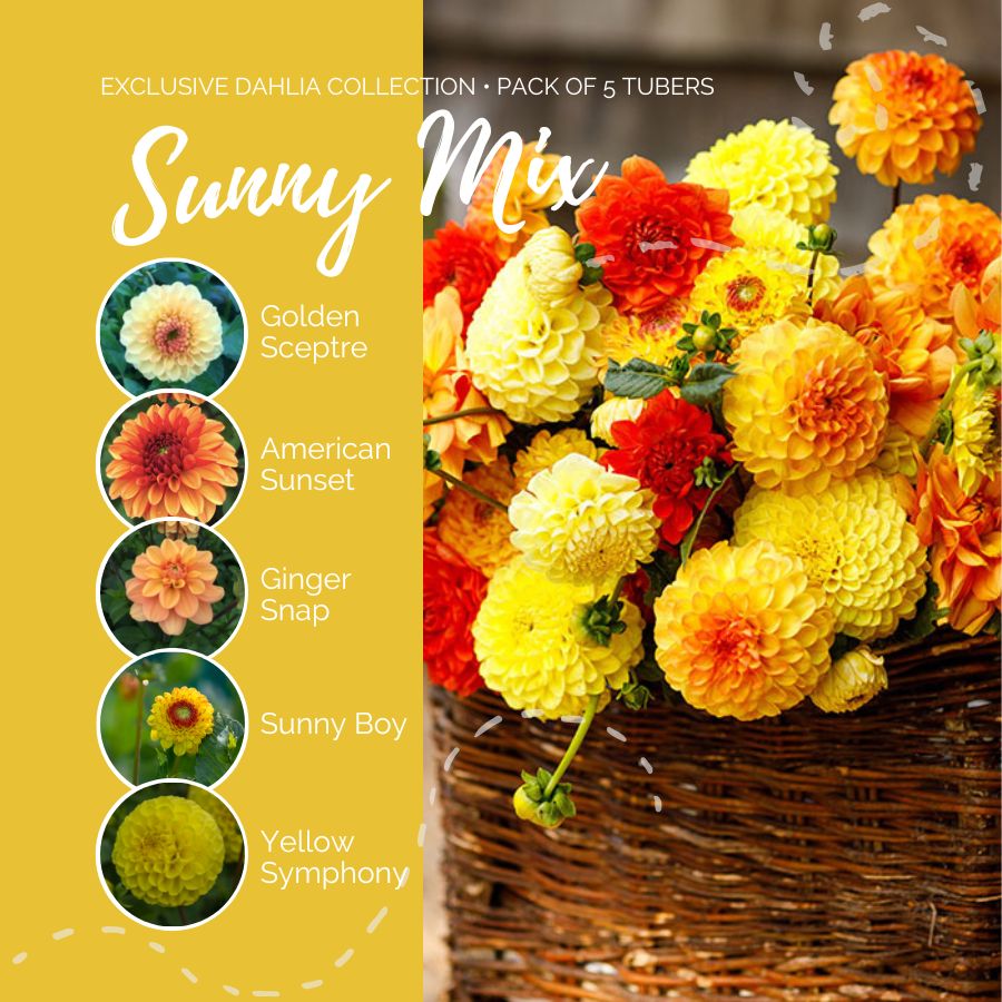 A graphic showing the individual contents of the Sunny Mix with a close up of a bouquet next to it.