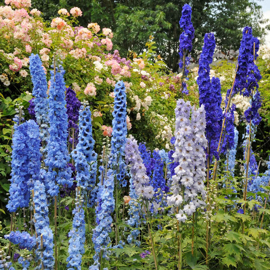 Blue delphinium blue mix flowers growing in a bright sunny garden setting.
