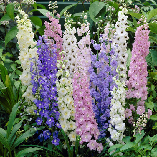 A vibrant mix of purple, blue, and white larkspur flowers with green foliage on a soft background.
