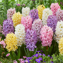 A close-up shot of a cluster of vibrant pastel mix hyacinth flowers with lush green leaves.