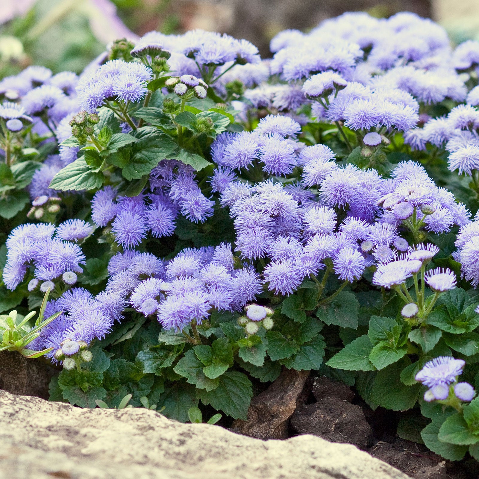 A vibrant cluster of Blue Mink Ageratum flowers with soft petals, blooming on a green background.