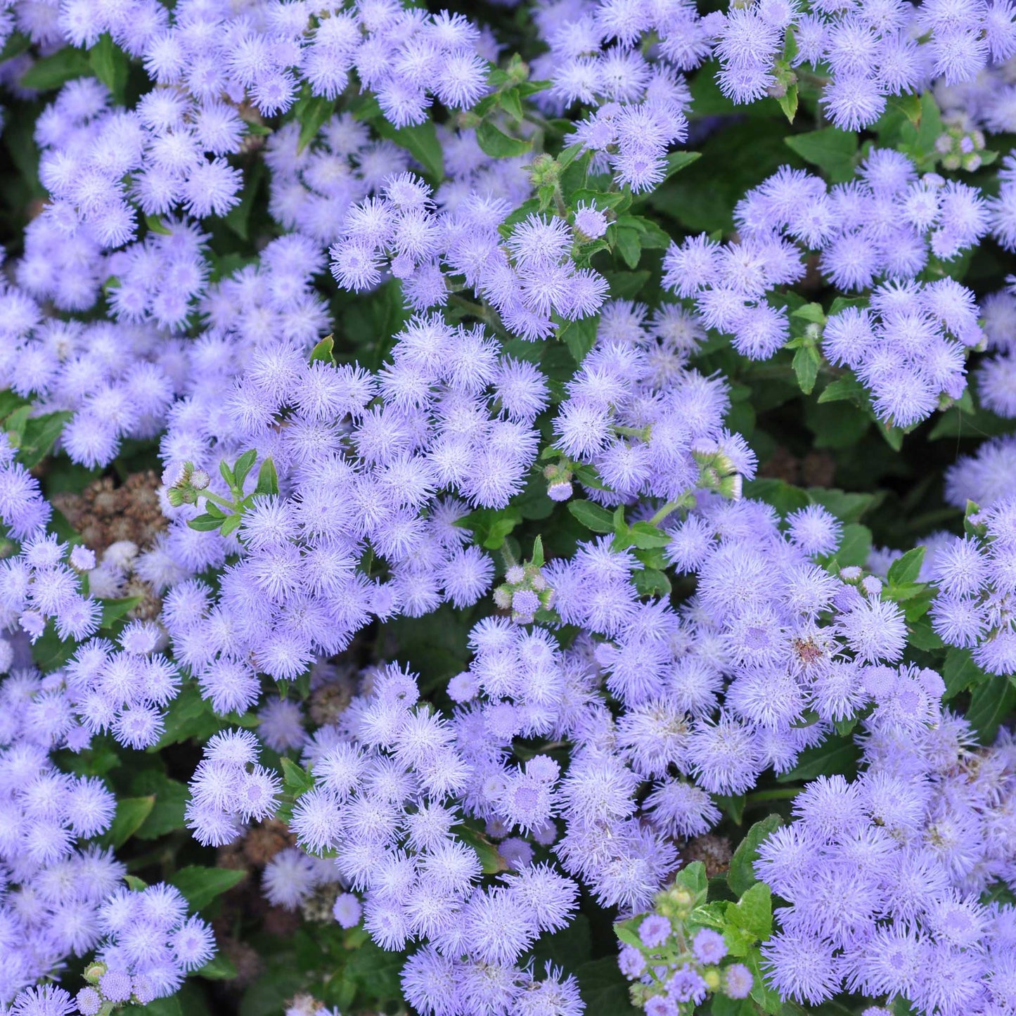 Close-up of fluffy, blue mink ageratum flowers with soft petals and green foliage.