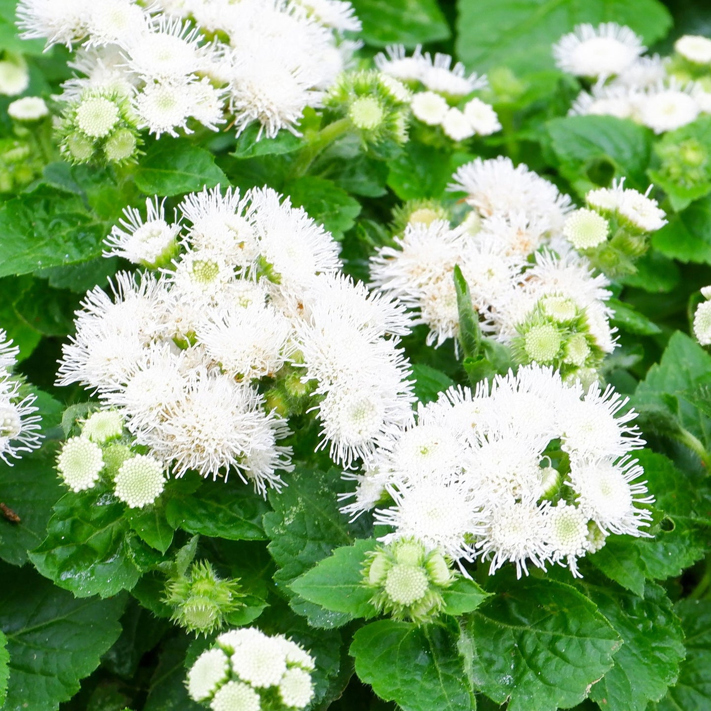 A close-up view of a pot filled with vibrant white dondo ageratum flowers in full bloom.