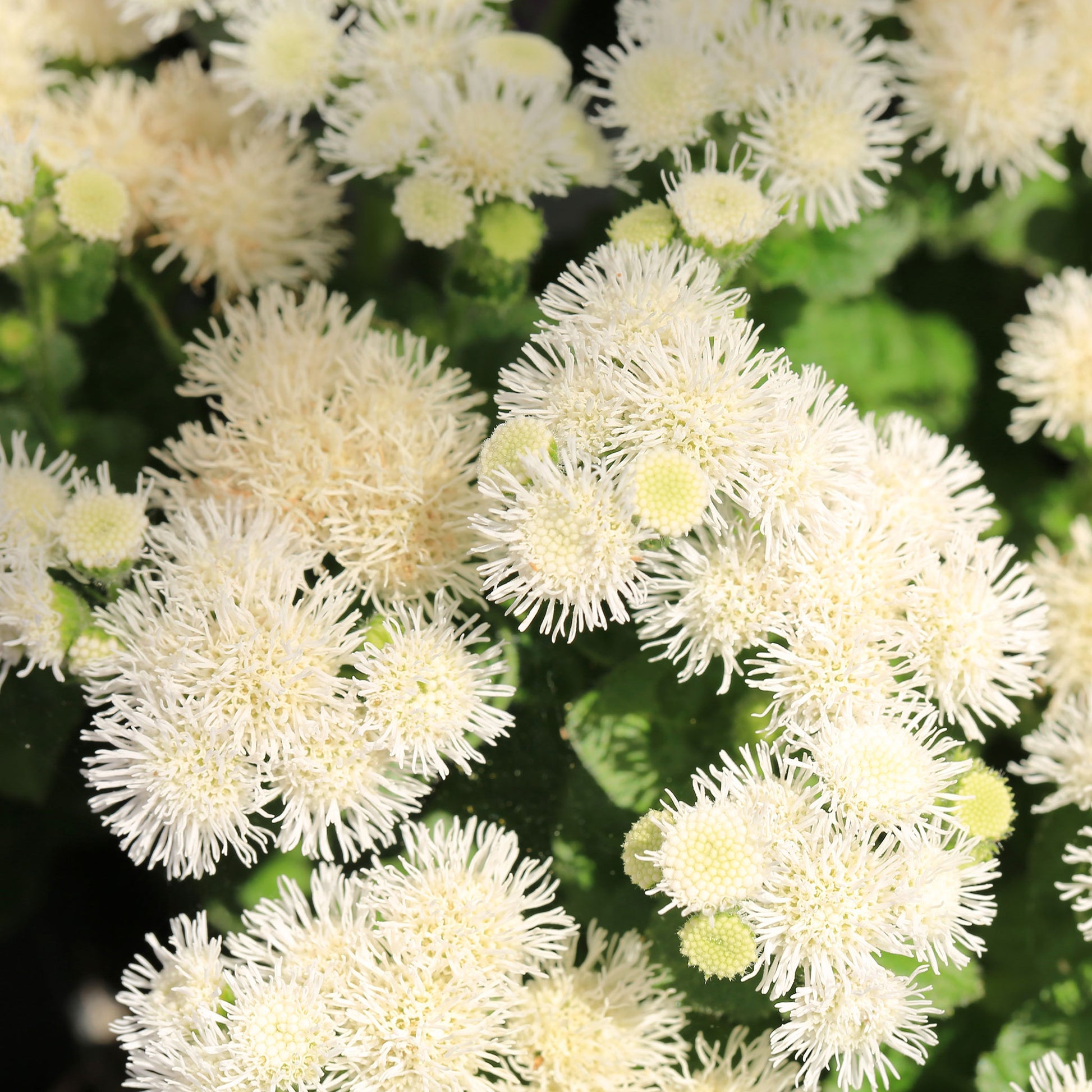 A close-up of a white dondo ageratum flower with delicate, fluffy petals.