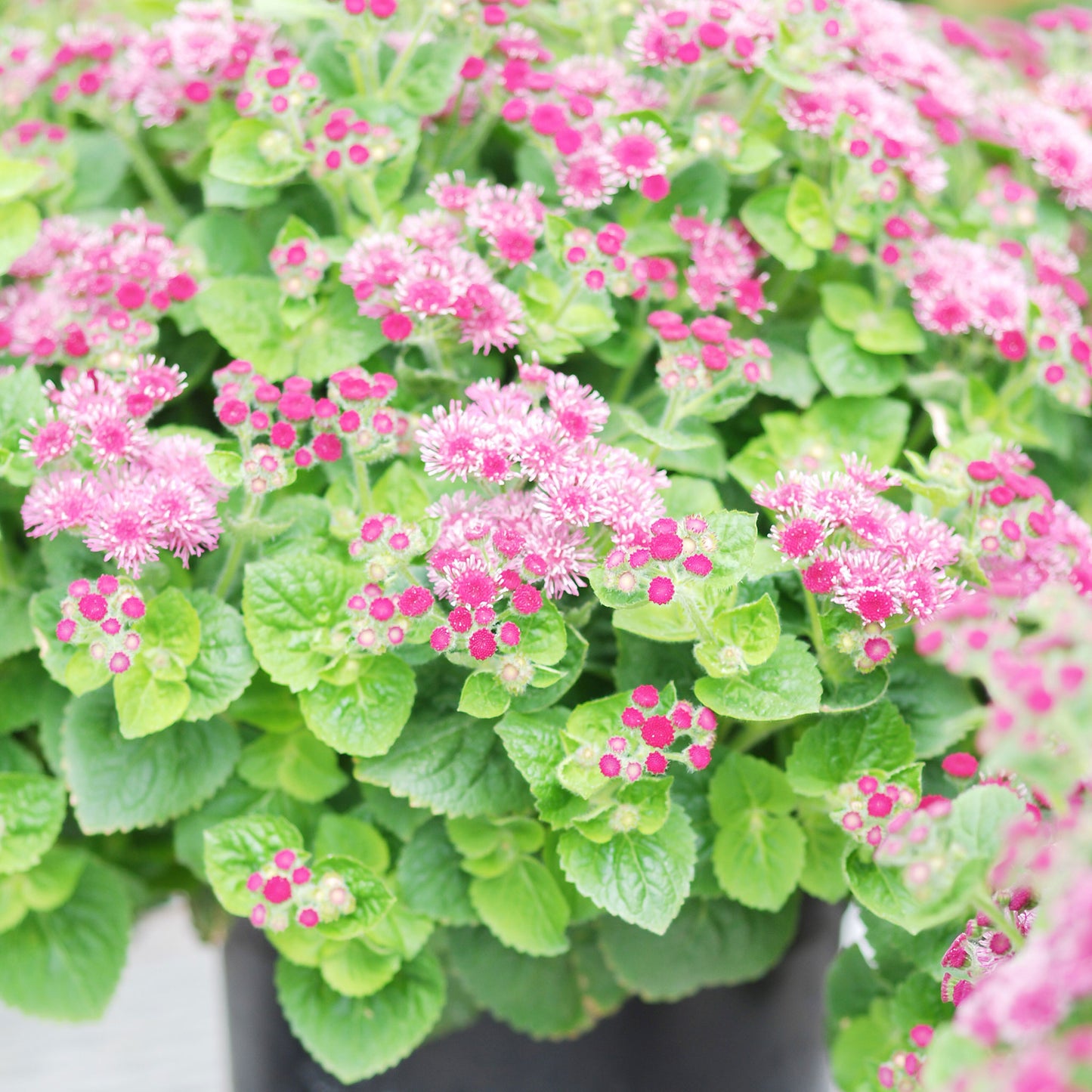 A vibrant close-up of clusters of small, vibrant, red flint ageratum flowers in full bloom.