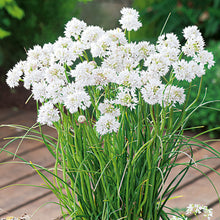 A vibrant, white, round allium flower in full bloom with a light green stem. | copyright: Floramedia UK Ltd