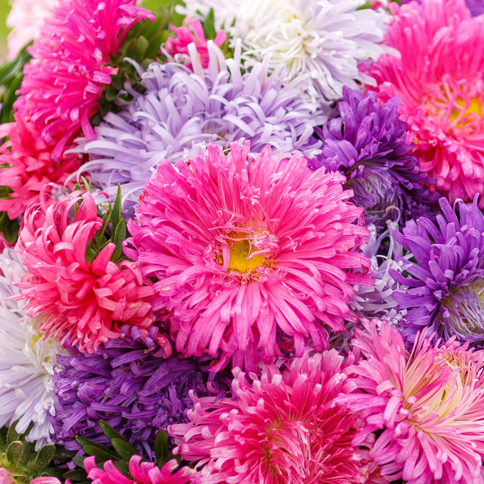A close-up view of vibrant purple, pink, Giants of California Aster flowers.