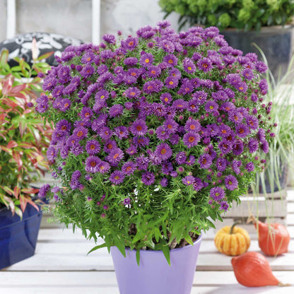 A vibrant purple aster flower, captured from a close-up perspective, planted in a pot.