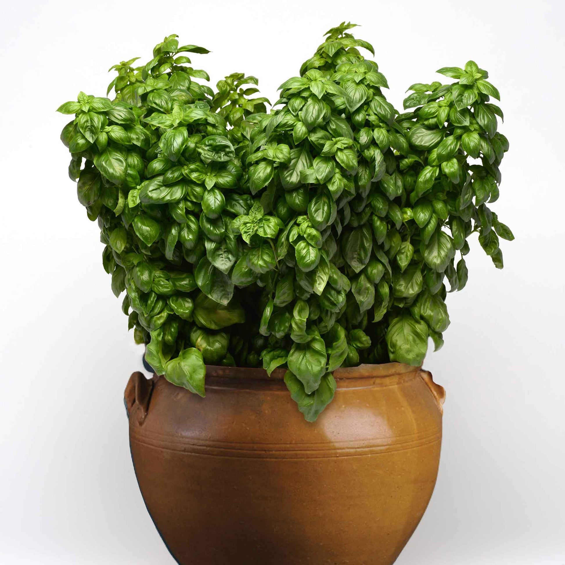 Several Everleaf Genovese Basil plants potted together showing vibrant green basil leaves.