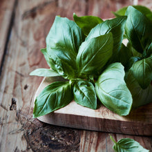 A cluster of fresh Italian Large Leaf basil leaves showing the large, broad leaves of this variety.