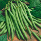 Bean Seeds (Bush) - Blue Lake 274