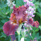 A close-up shot of a single variety of the 45 days of red bloom bearded iris mix, showcasing its delicate petals and vibrant colors.