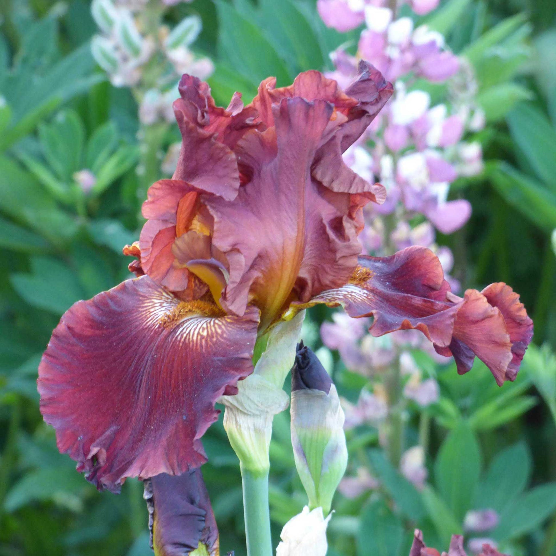 A close-up shot of a single variety of the 45 days of red bloom bearded iris mix, showcasing its delicate petals and vibrant colors.