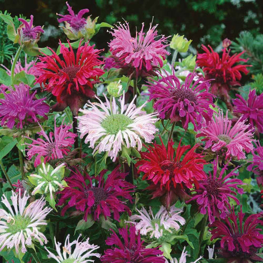 A vibrant red, white and pink bee balm flower in full bloom, showcasing its unique petals.