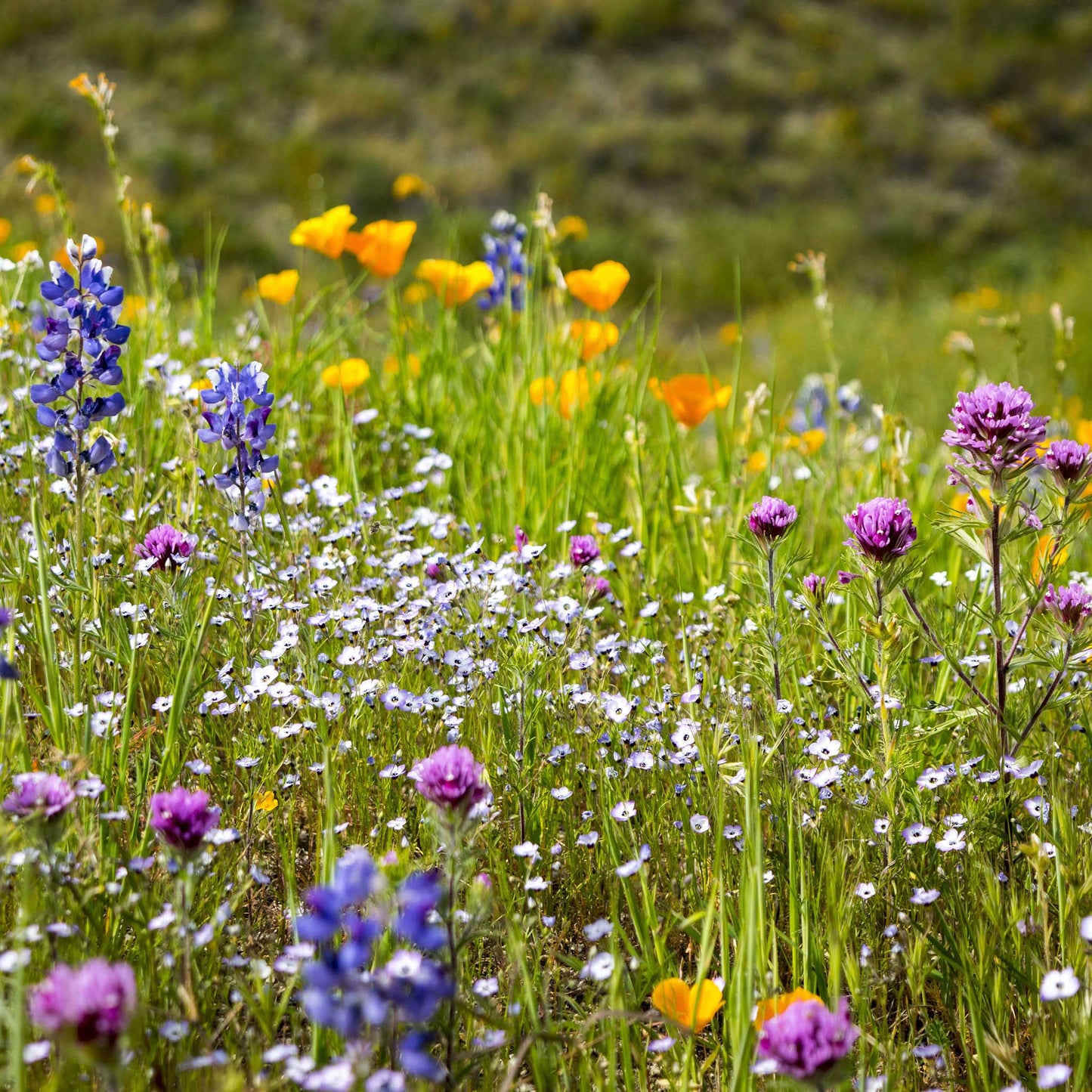 White and purple birds eyes flowers growing in a bright open field setting.