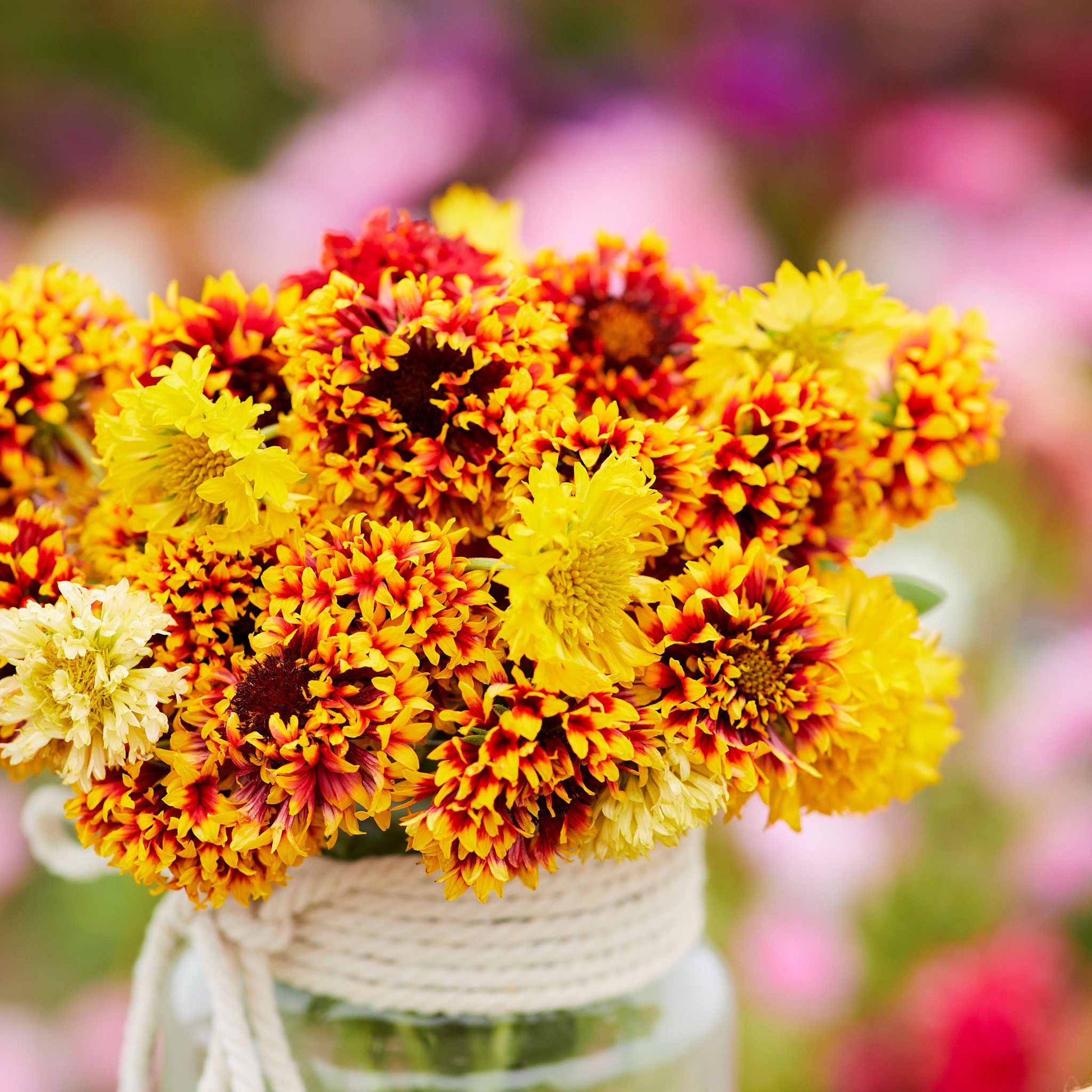 Close-up of a vibrant Sundance blanket flowers with red petals tipped in yellow, sitting in a jar