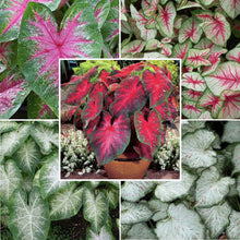 A close-up of the SunTolerant Collection with green and red Caladium bulbs, showcasing their unique patterns and readiness for planting.