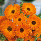 Close-up photo of Calendula "Geisha Girl" flowers with orange petals and a dark center.