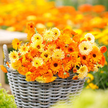 Bright orange and yellow calendula flowers blooming in a garden setting, showcasing the Pacific Beauty Mix variety.