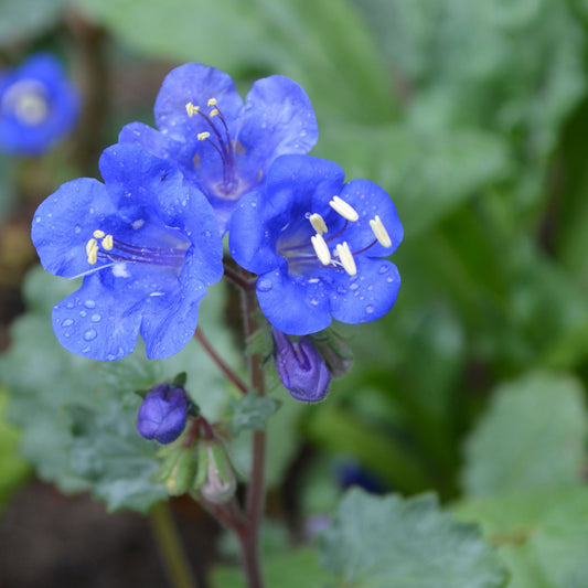 Close-up of vibrant california bluebell flowers in full bloom, showcasing their delicate petals.