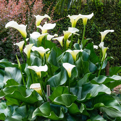 Aethiopica calla lily with a large white bloom and a prominent yellow spadix against a blurred green background.