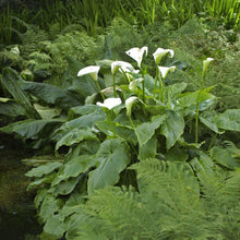 Aethiopica calla lily with a large white bloom and a prominent yellow spadix against a blurred green background.