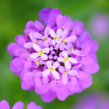 A close-up shot of Mixed Colors candytuft with vibrant purple and white flowers with green leaves.